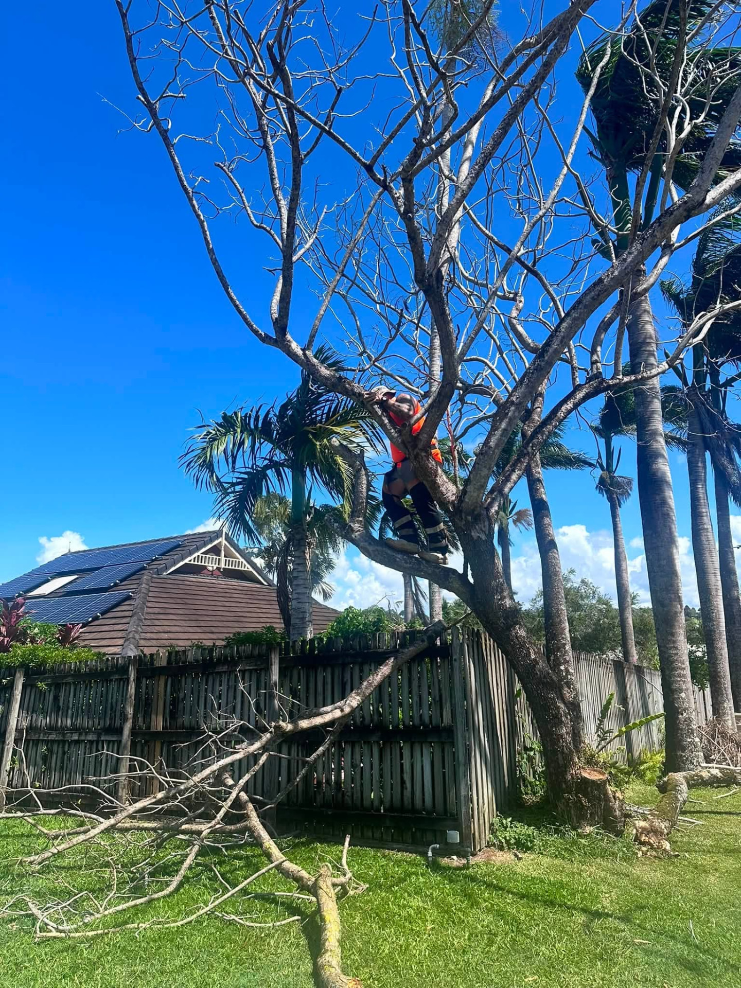 Climber in hi-vis pruning a bare tree above a Mackay backyard fence
